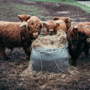Cows eating