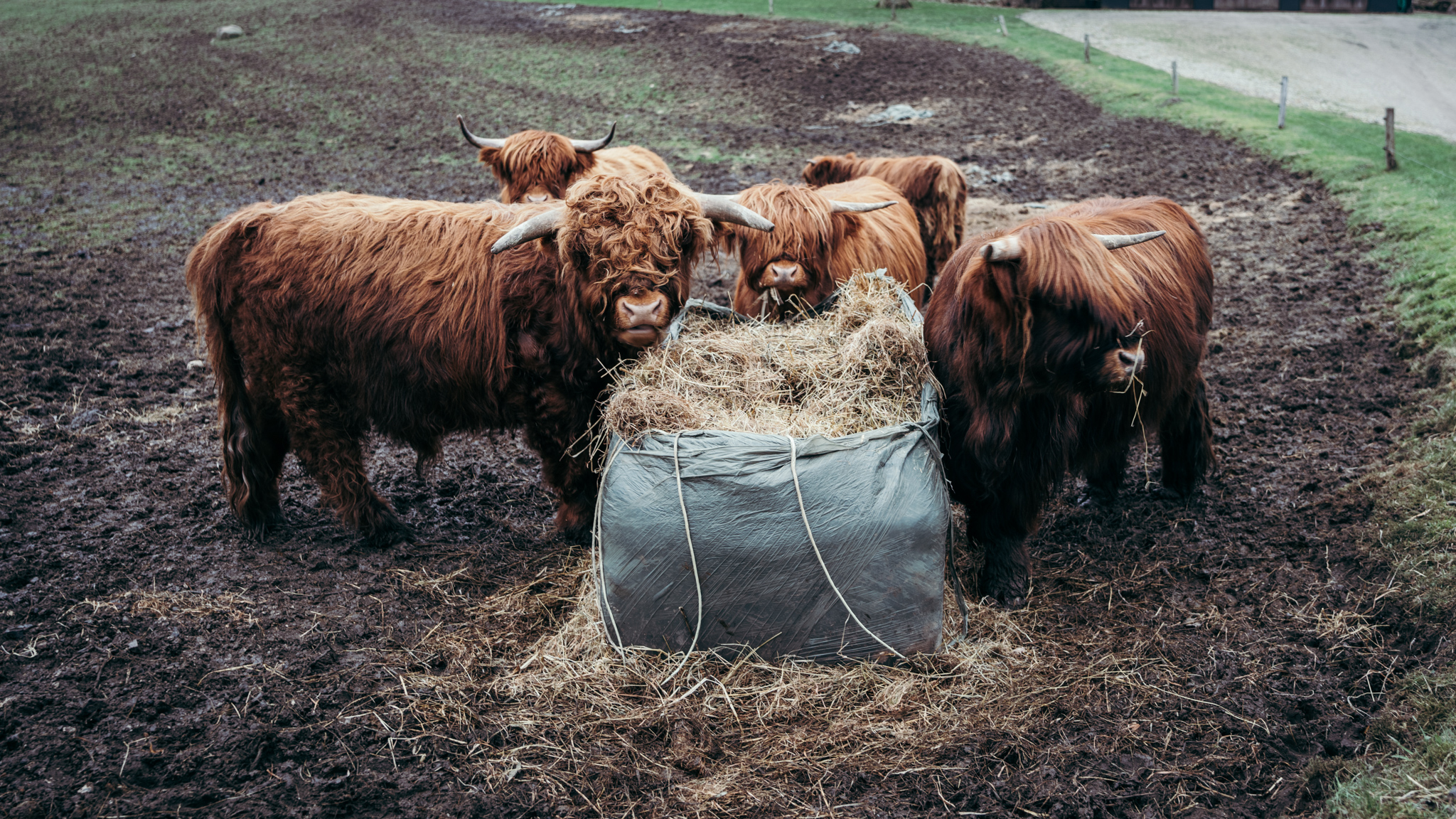 Cows eating